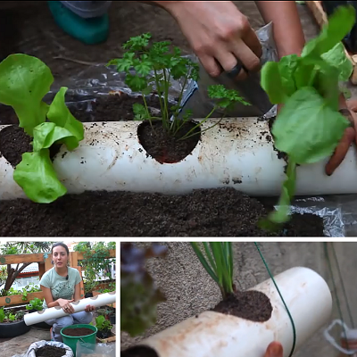 Como Resolver Problemas Comuns em Hortas Verticais