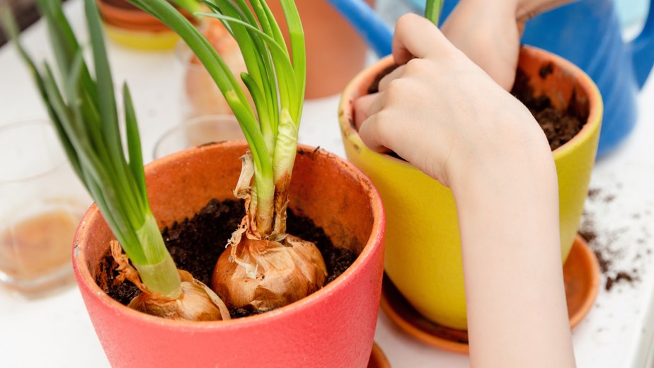 Como Planta Cebola De Cabeça