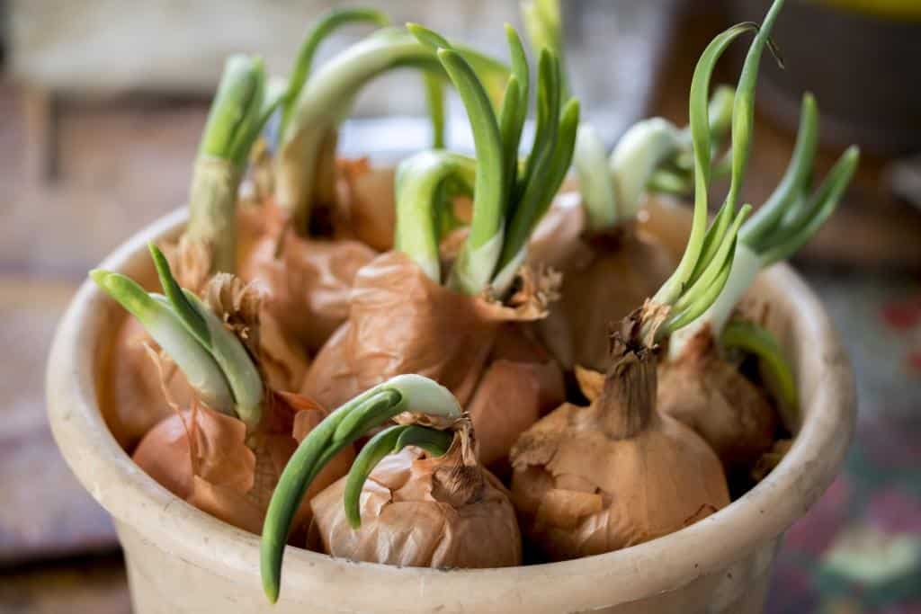 Como Planta Cebola De Cabeça