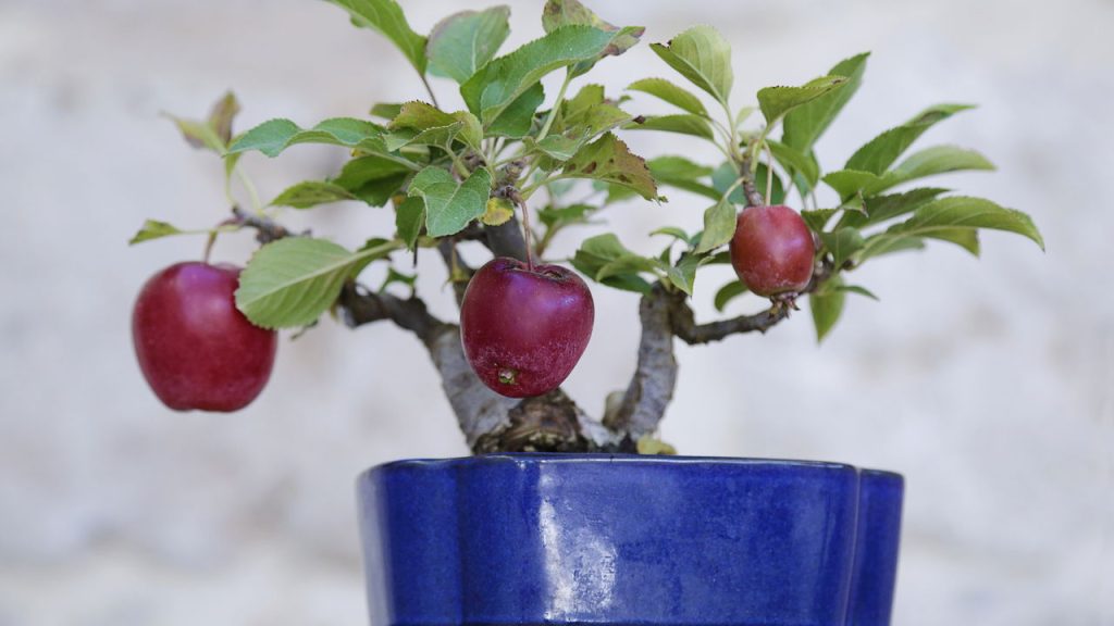 5 ideias de títulos:
1. Guia Completo: Como Plantar Maçã em Casa do Zero
2. Macieira em Vaso: Dicas Essenciais para o Sucesso
3. Estratificação de Sementes de Maçã: O Segredo para a Germinação
4. Variedades de Maçã Ideais para o Clima Brasileiro
5. Paciência e Cuidado: O Caminho para Colher suas Próprias Maçãs