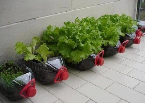 como plantar alface em casa para economizar