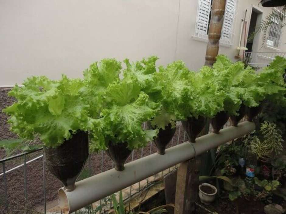 7 ideias criativas para plantar alface em casa