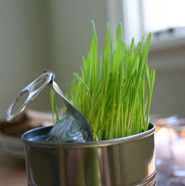 Como Plantar Alpiste