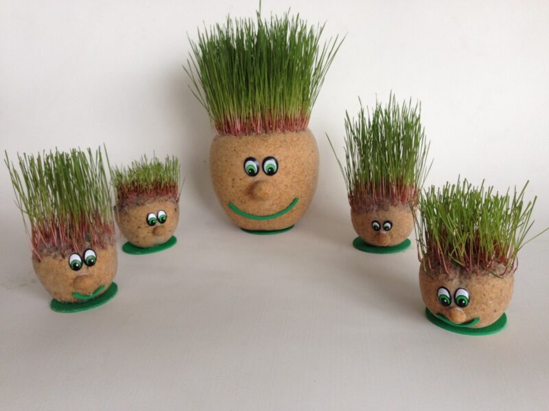 Como fazer graminha de alpiste para seu pet em casa