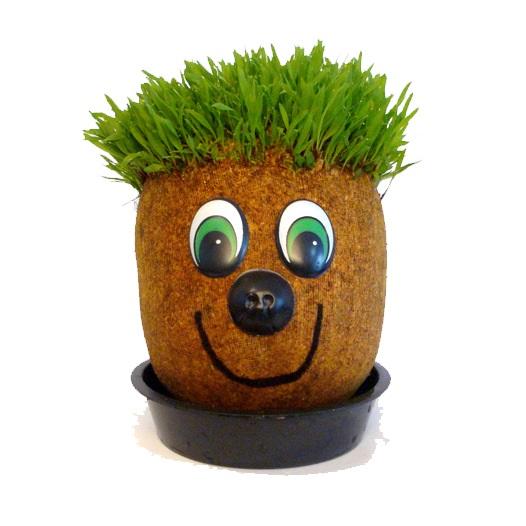 5 motivos para plantar alpiste no seu jardim (ou vaso!)