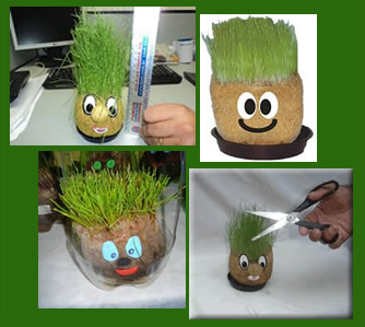 Como fazer graminha de alpiste para seu pet em casa