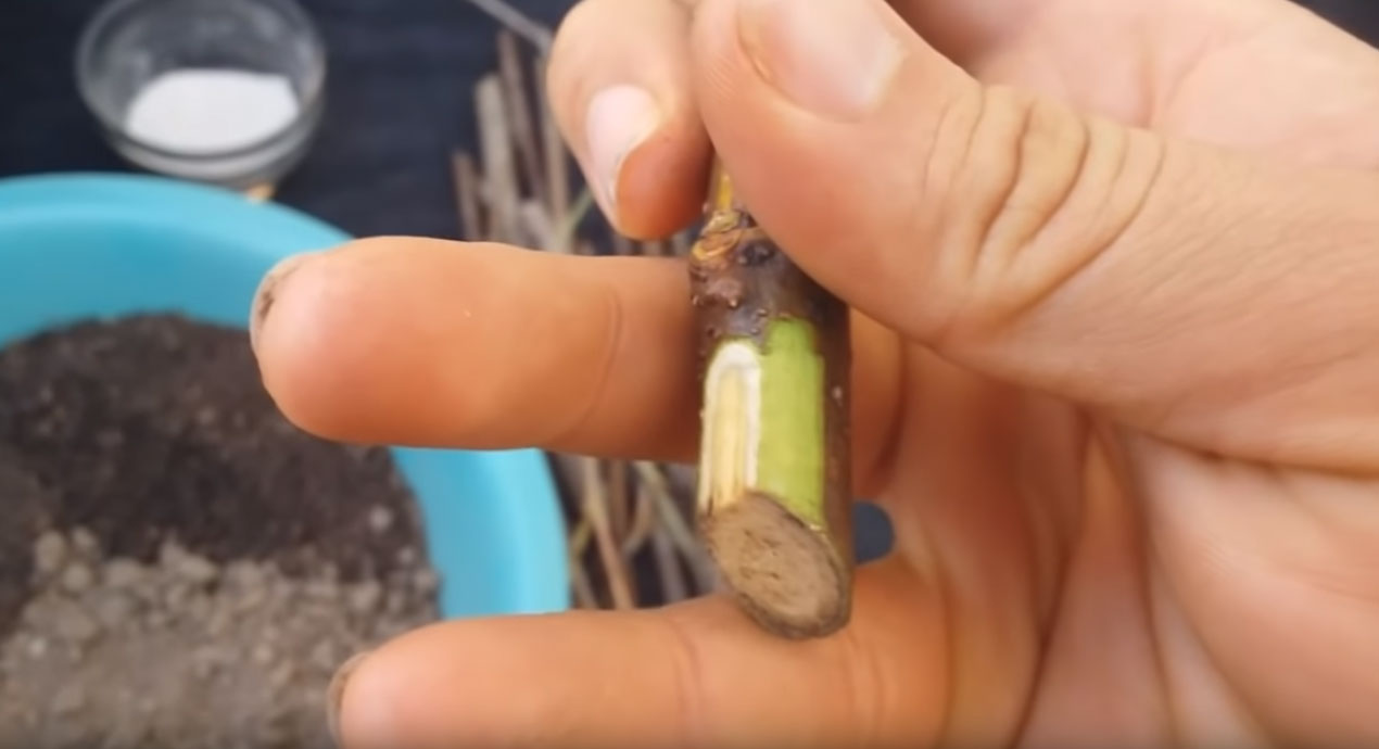 Como Plantar Amora Por Estaquia