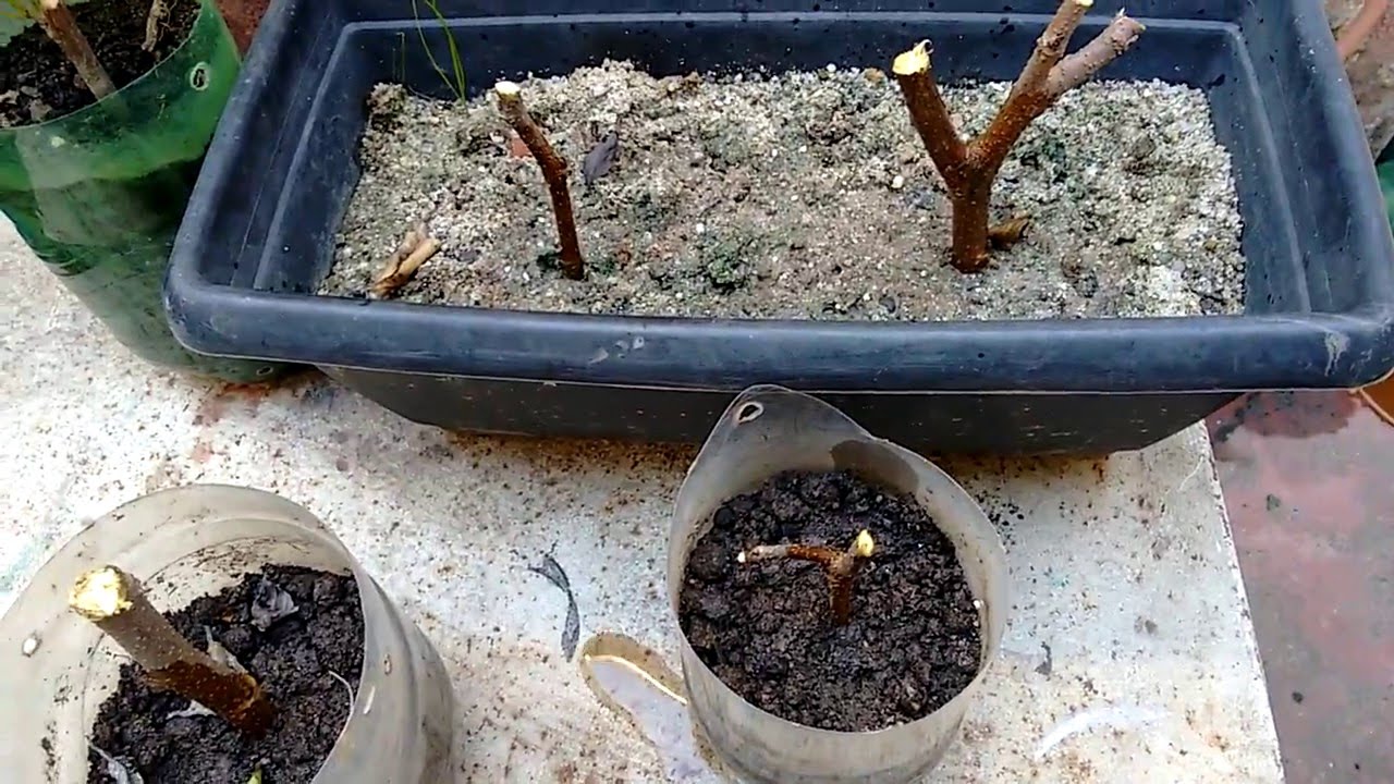 Como Plantar Amora Por Estaquia