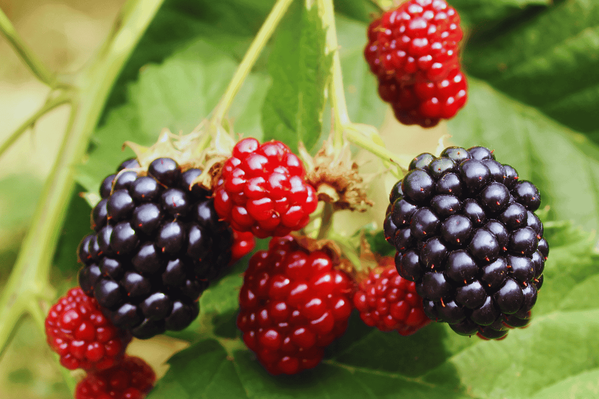 Como Plantar Amora Por Estaquia