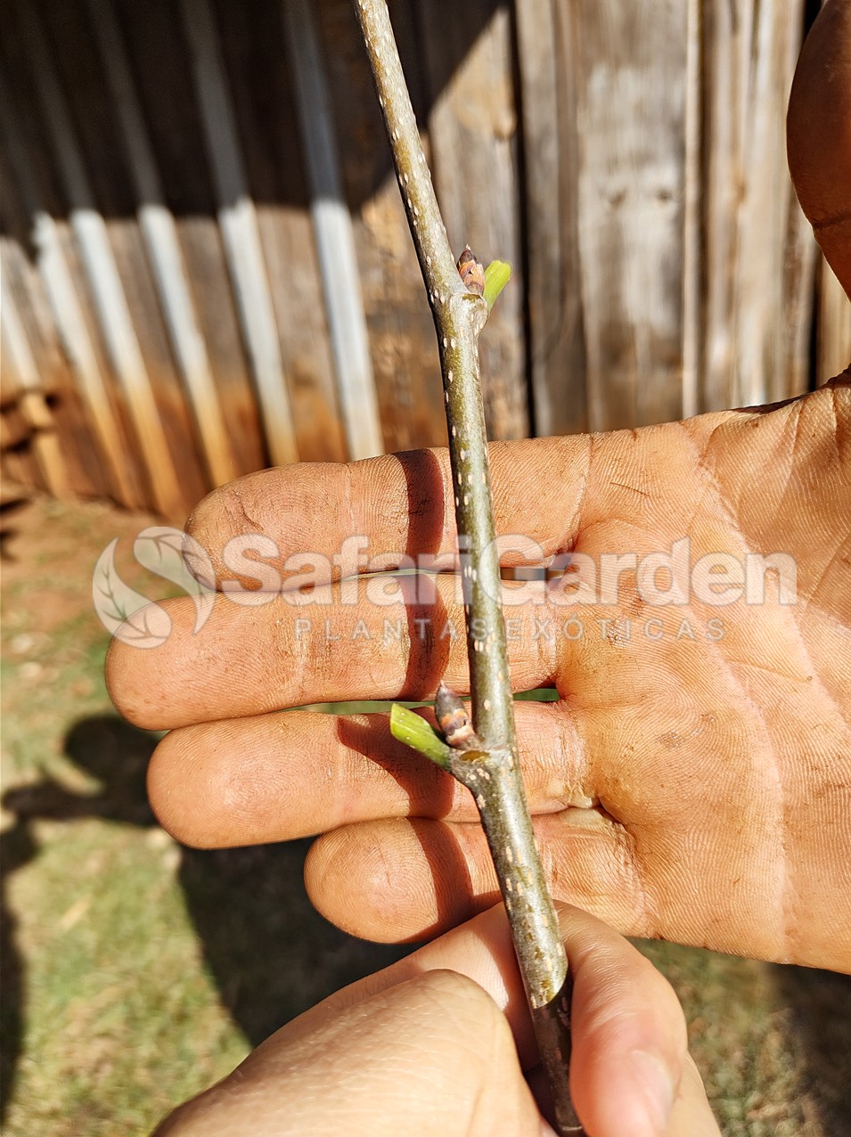 Como Plantar Amora Por Estaquia