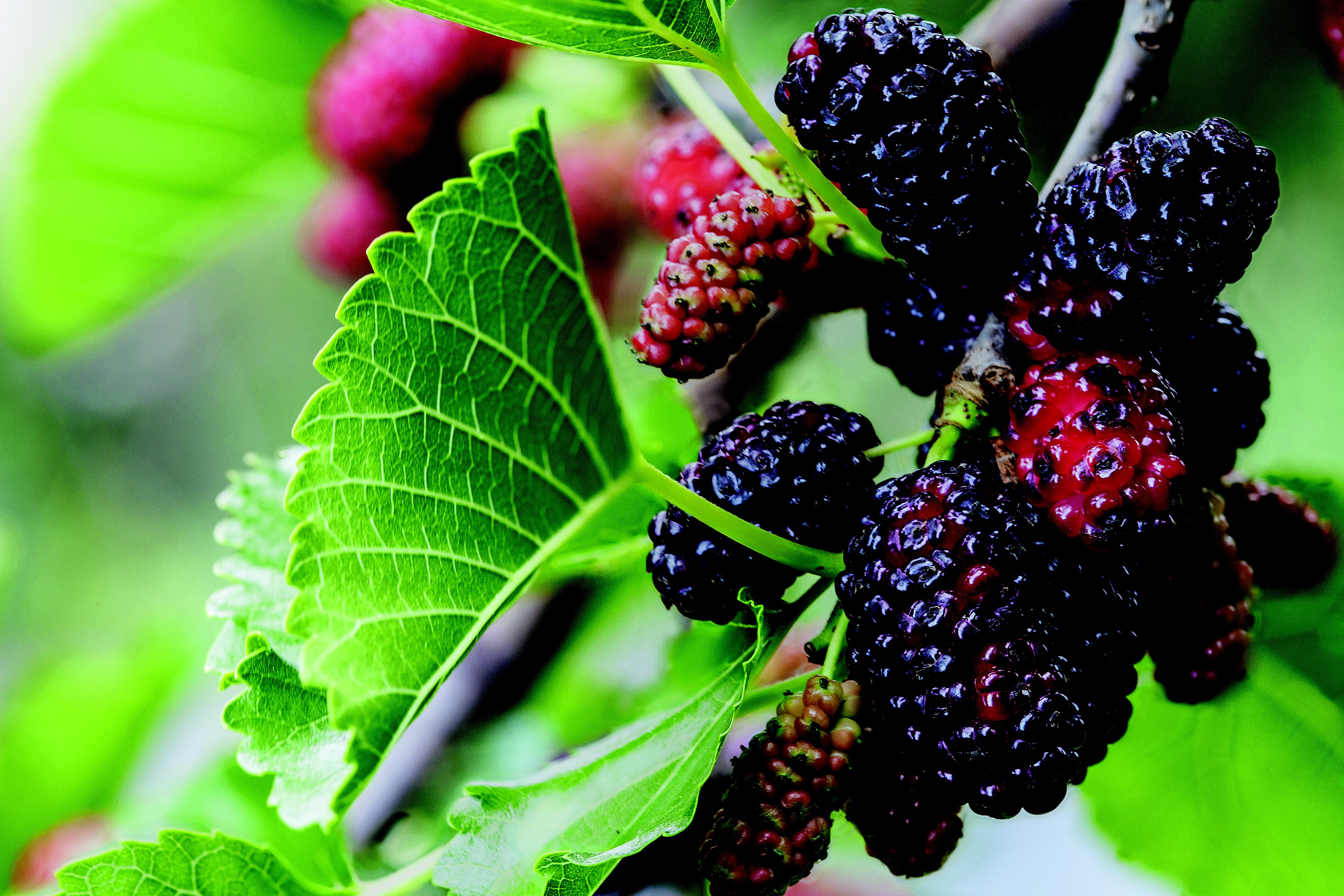 Como Plantar Amora Por Estaquia