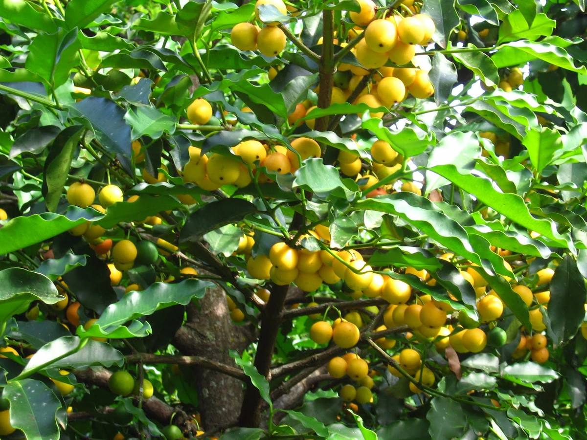Como Plantar Bacupari