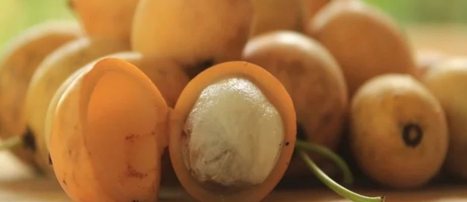 Guia Completo de Germinação de Sementes de Bacupari