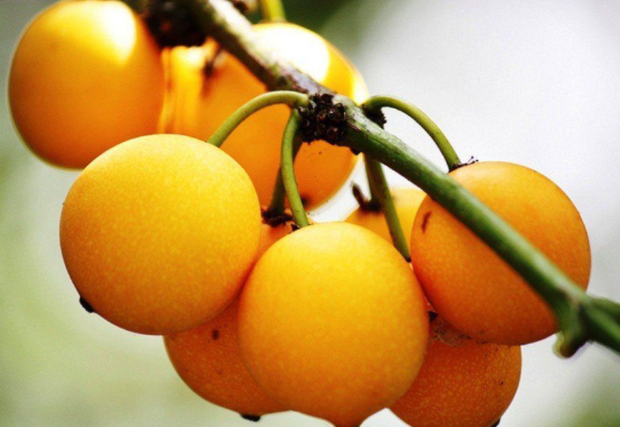 Como Acelerar a Produção de Frutos do Bacupari no Seu Jardim