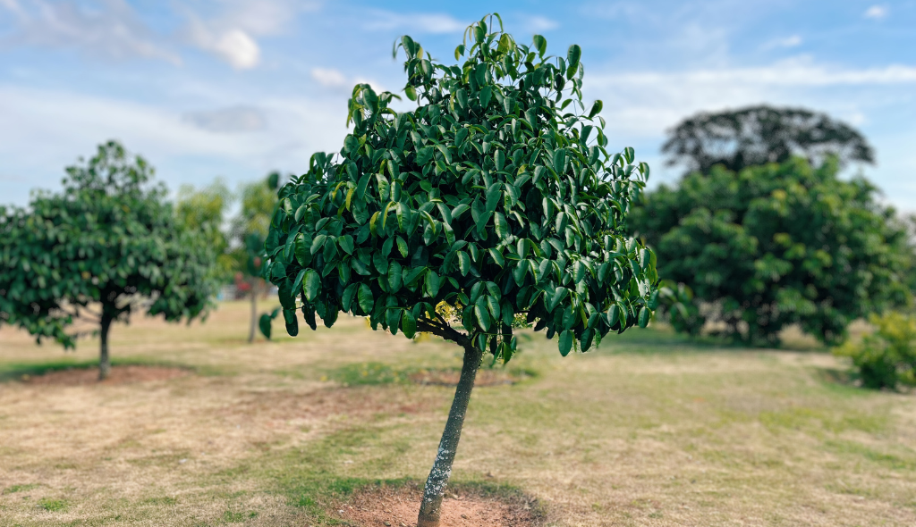 Diferenças e Cuidados: Bacupari Comum vs. Bacupari-do-Cerrado