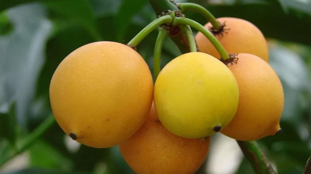 Adubação e Poda Essenciais para um Bacupari Saudável