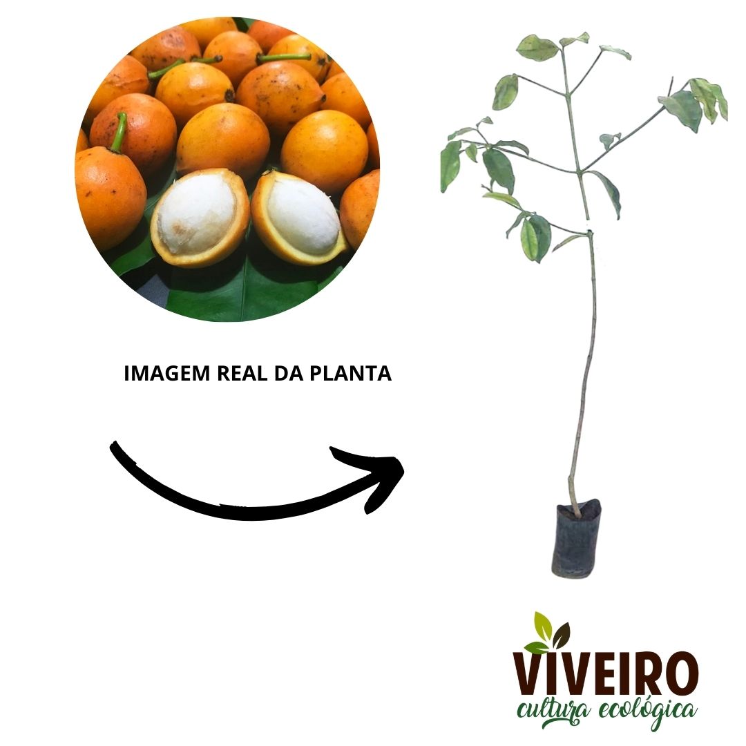 Problemas Comuns no Cultivo de Bacupari e Como Resolvê-los
