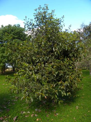 Guia Completo de Germinação de Sementes de Bacupari