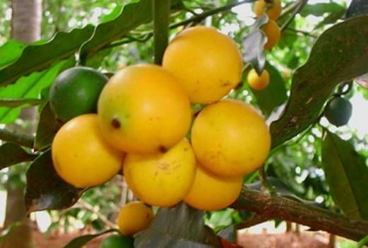 Diferenças e Cuidados: Bacupari Comum vs. Bacupari-do-Cerrado