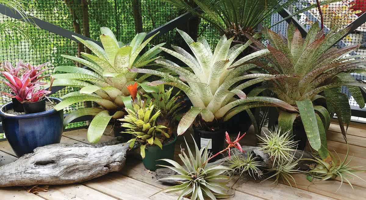 Guia completo de substratos para bromélias: qual escolher?