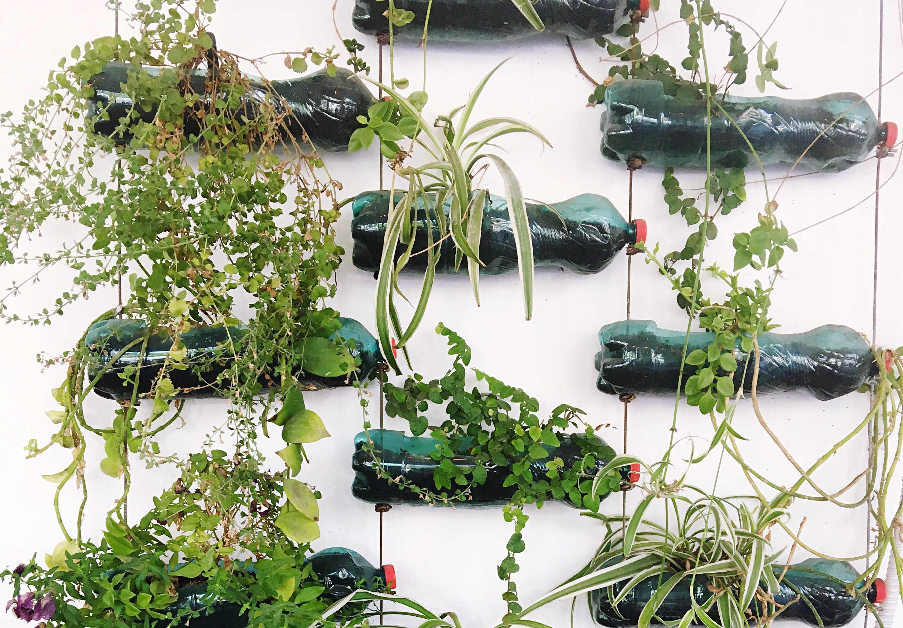 Como Plantar Em Garrafa Pet Na Vertical