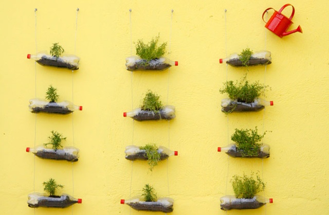 erros comuns plantar garrafa pet vertical