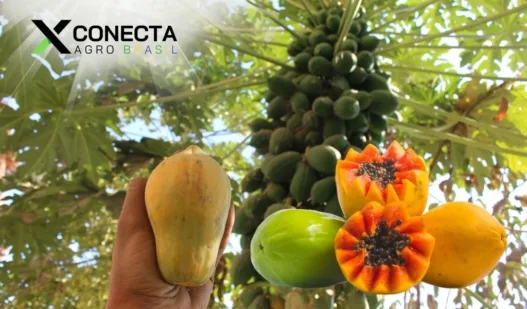 Como Plantar Mamao Formosa