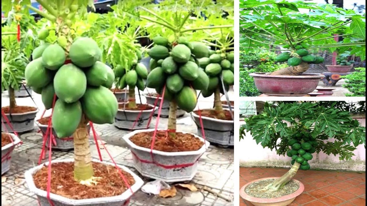 melhores dicas para ter mamão formosa em casa