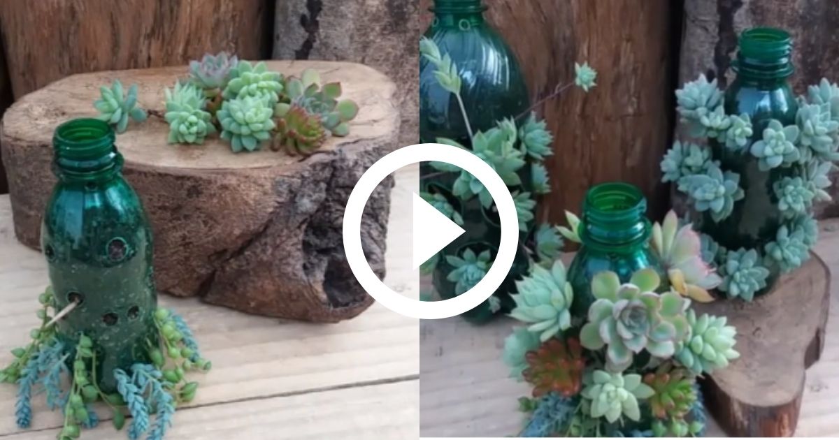 Como Plantar Suculentas Em Garrafa Pet