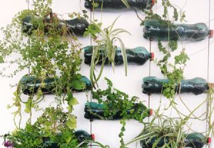 A Importância da Drenagem Correta ao Plantar Suculentas em Garrafas PET