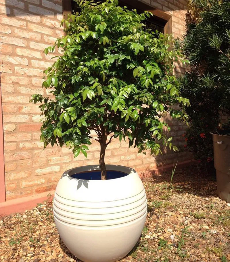 5 ideias de títulos:
1. Guia Completo: Como Plantar Jabuticaba e Garantir Frutos Deliciosos
2. Jabuticabeira em Vaso: O Segredo para Colher em Menos de um Ano
3. Cuidados Essenciais com a Jabuticabeira: Rega