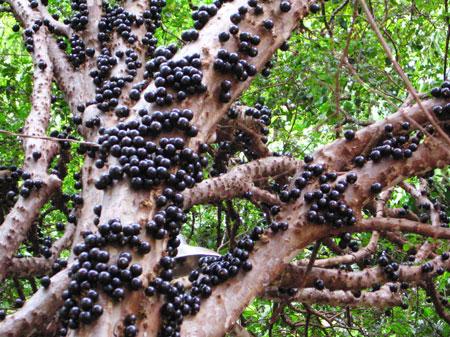 Poda e Adubação
4. Jabuticaba Híbrida vs. Sabará: Qual a Melhor Escolha para o Seu Pomar?
5. Soluções para Solos Encharcados: Como Evitar Problemas no Plantio de Jabuticaba