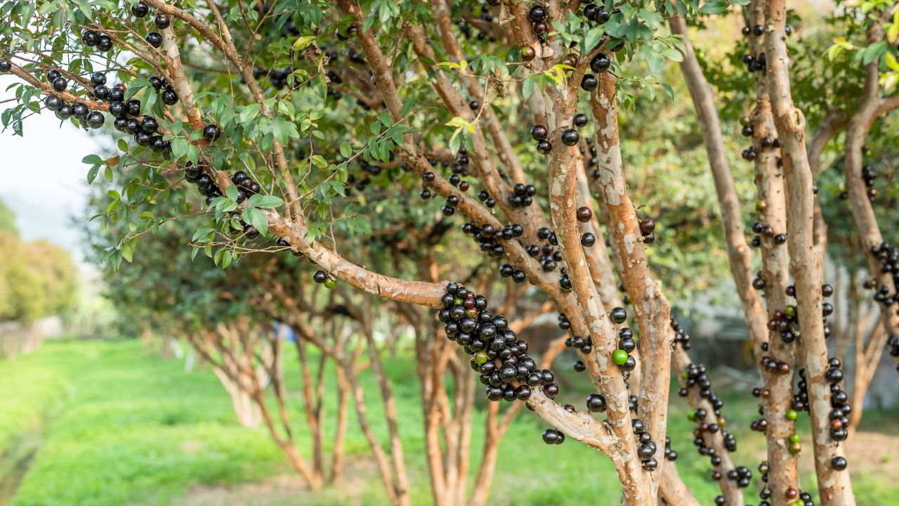 Como Plantar Um Pé De Jabuticaba
