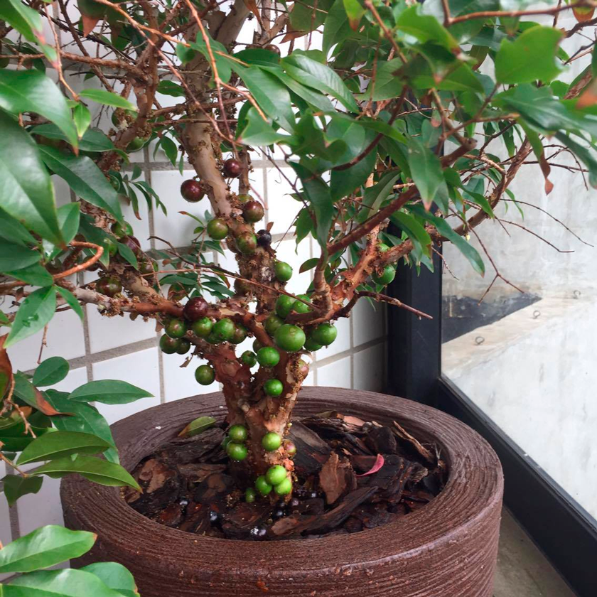 5 ideias de títulos:
1. Guia Completo: Como Plantar Jabuticaba e Garantir Frutos Deliciosos
2. Jabuticabeira em Vaso: O Segredo para Colher em Menos de um Ano
3. Cuidados Essenciais com a Jabuticabeira: Rega