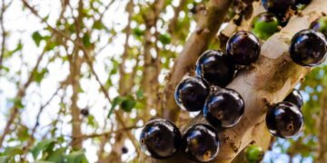 Poda e Adubação
4. Jabuticaba Híbrida vs. Sabará: Qual a Melhor Escolha para o Seu Pomar?
5. Soluções para Solos Encharcados: Como Evitar Problemas no Plantio de Jabuticaba