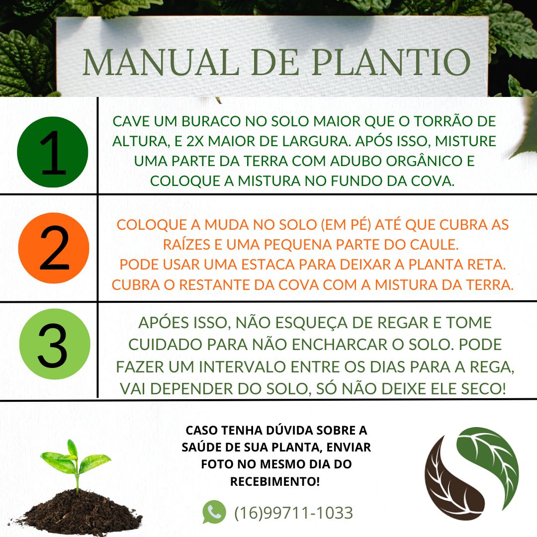 Como Plantar Umbu