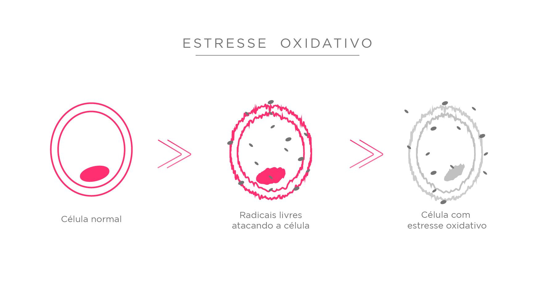 Como Se Combate Os Radicais Livres