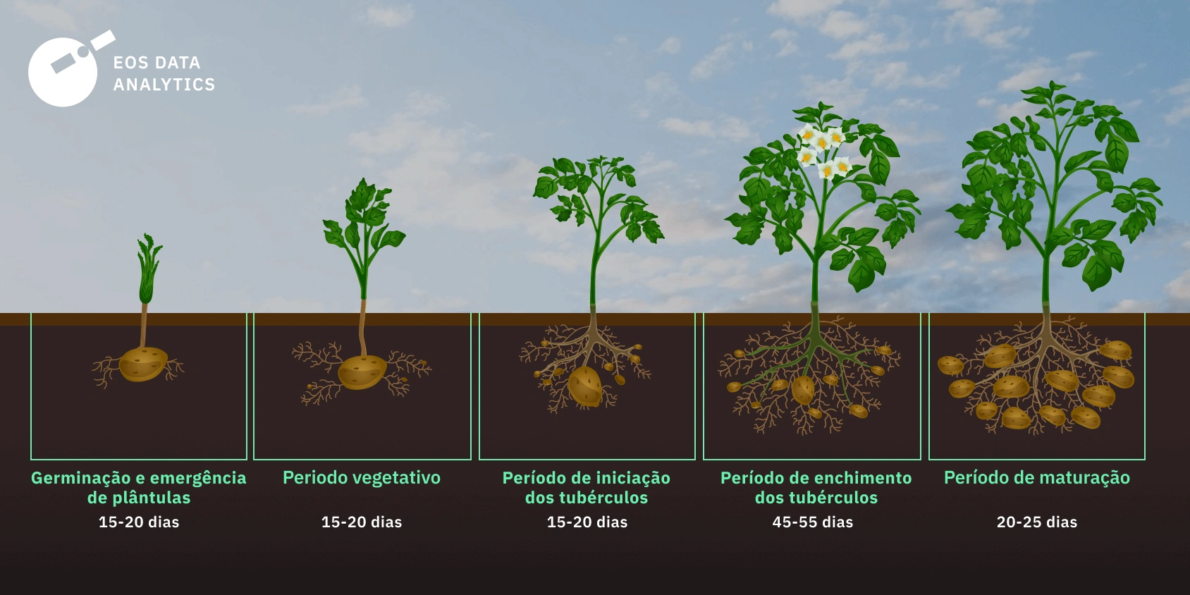 Como Se Planta Batata
