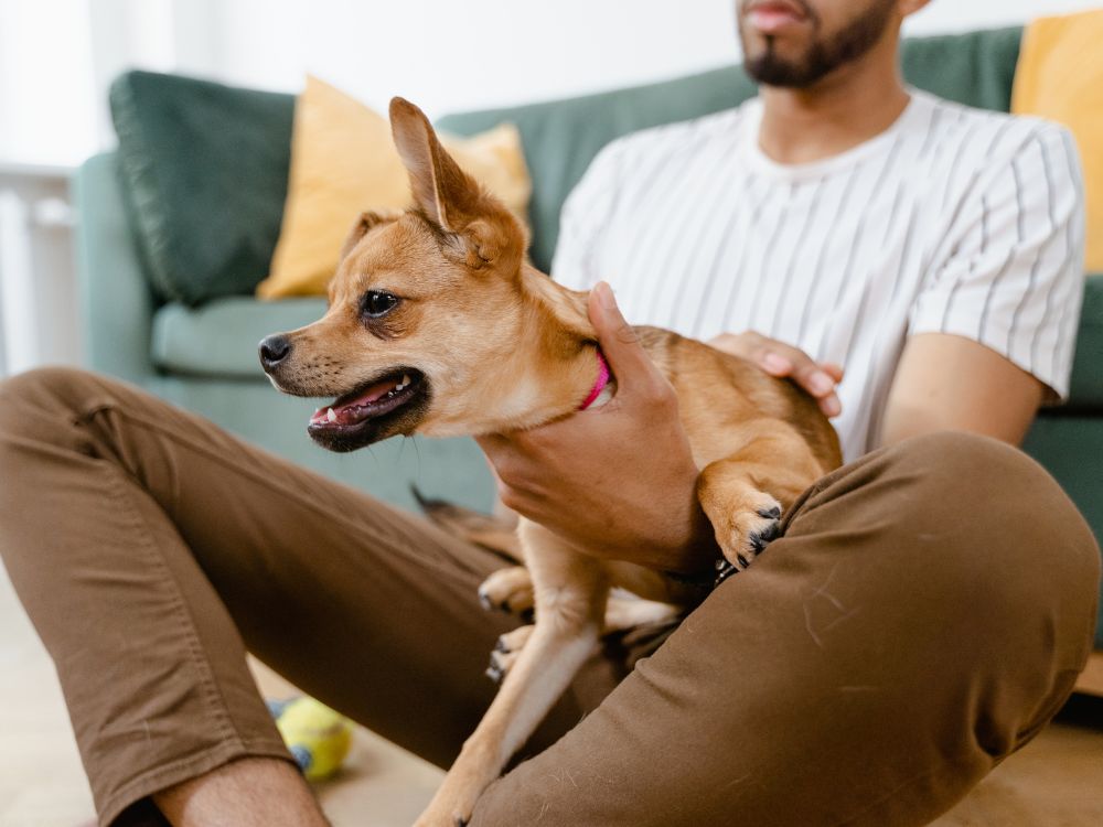 como se tornar pet sitter profissional