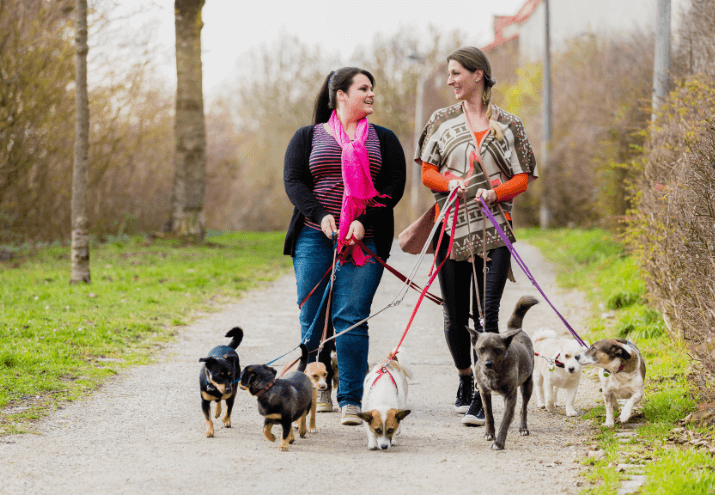 como trabalhar com pet sitter