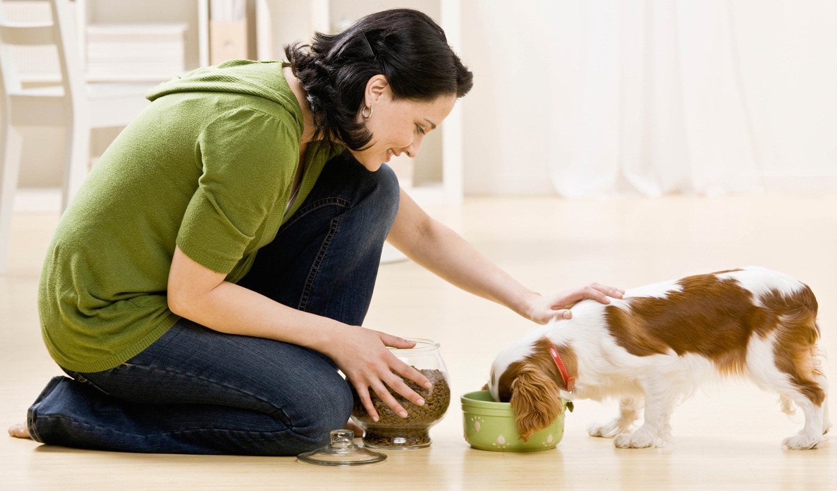 renda pet sitter autônomo