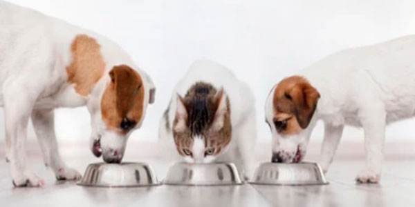 como se tornar pet sitter profissional