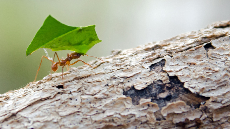 controle de formigas cortadeiras