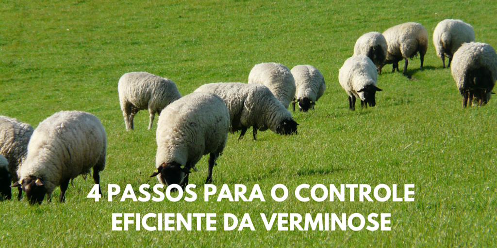 manejo integrado de vermes em ovinos