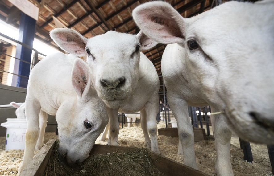 manejo integrado de vermes em ovinos