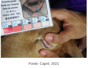 controle de parasitas gastrointestinais em ovinos