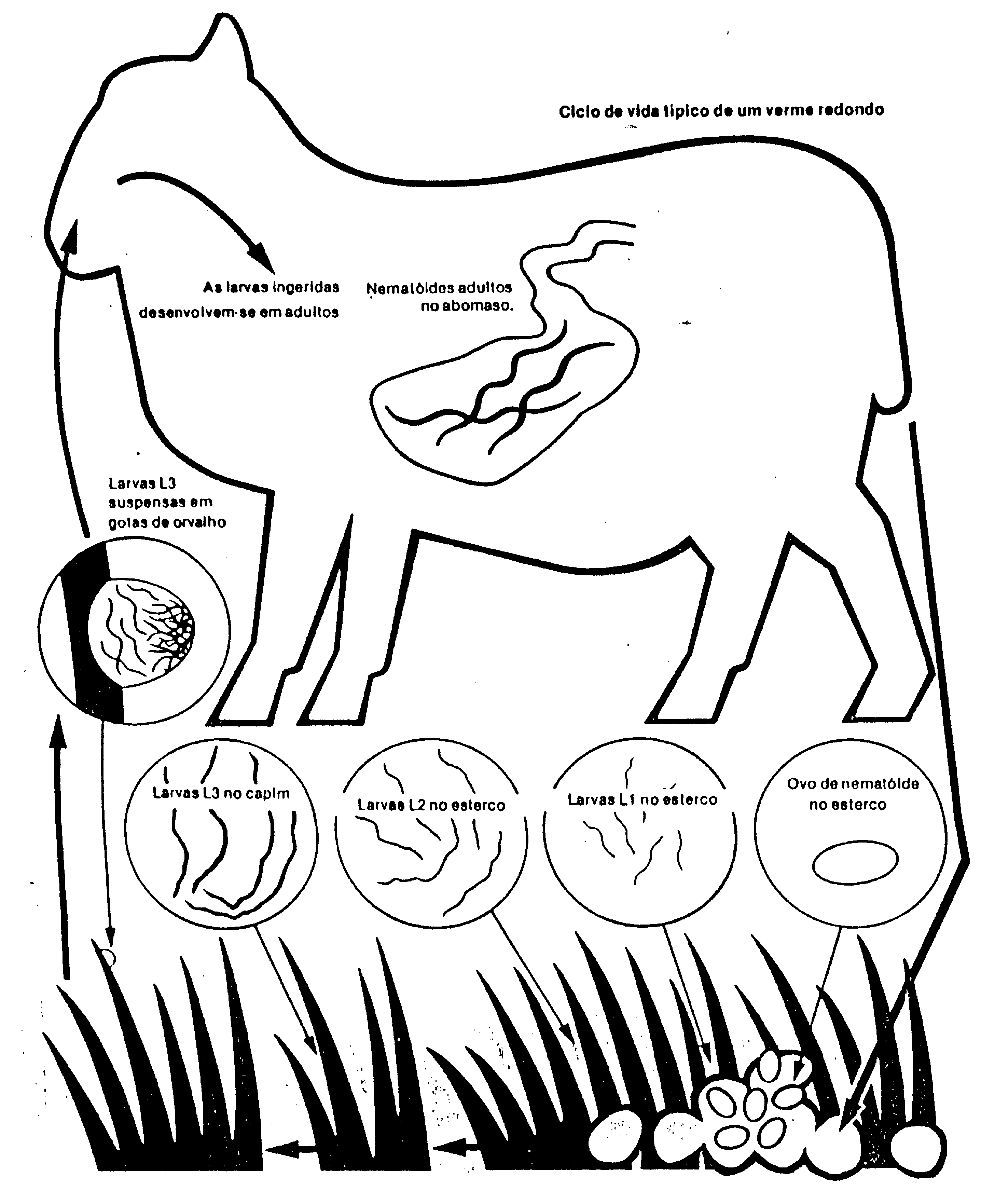 manejo integrado de vermes em ovinos