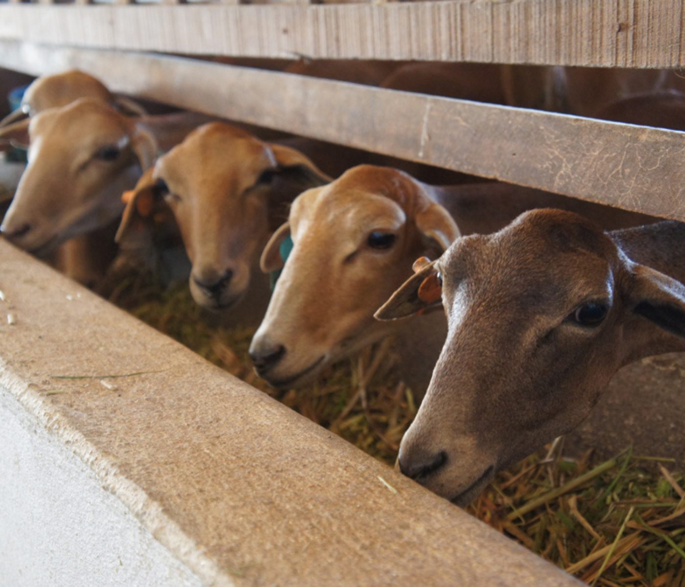 estratégias de desverminação seletiva em rebanhos ovinos