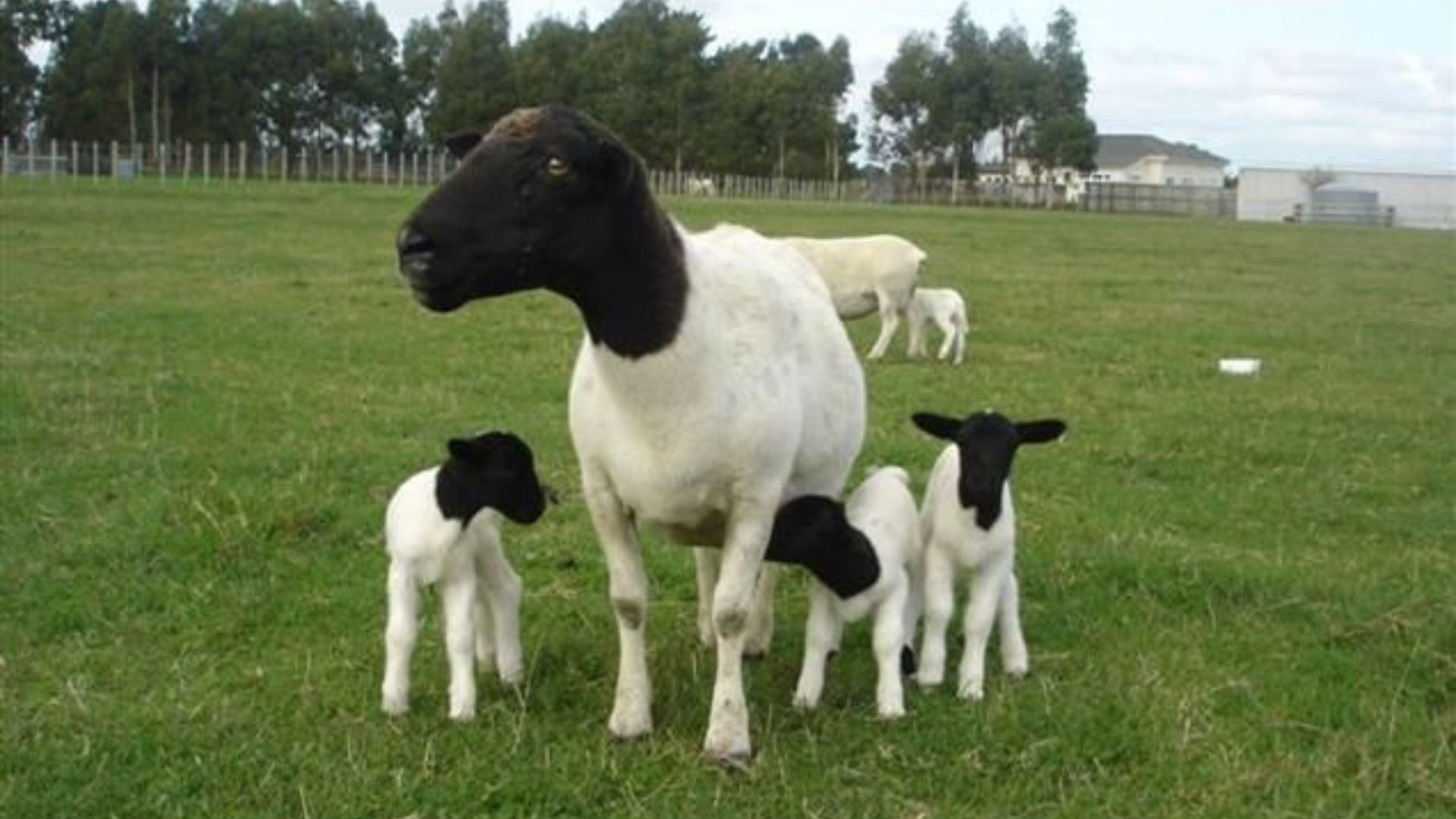 controle de verminose em ovinos