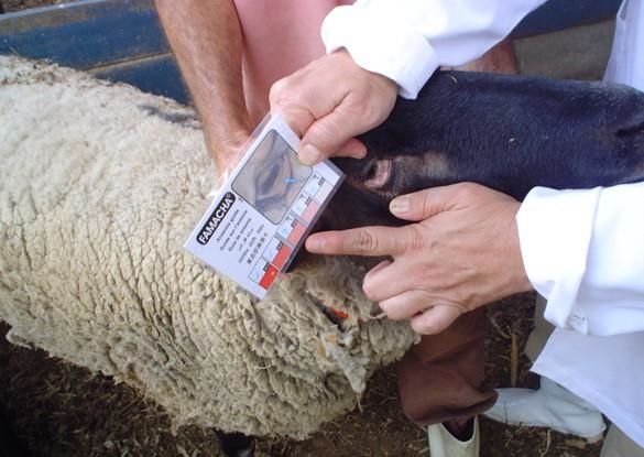 controle de verminose em ovinos